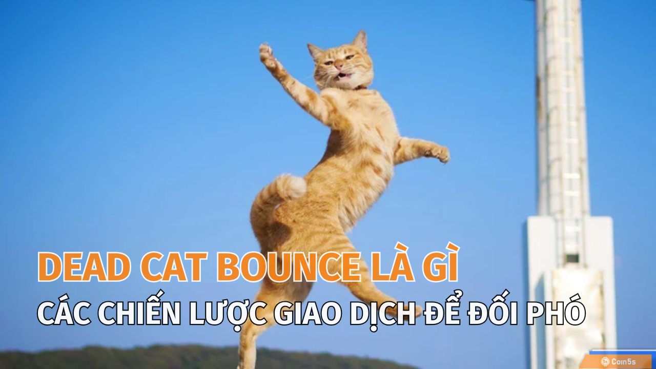 Dead Cat Bounce Là Gì?